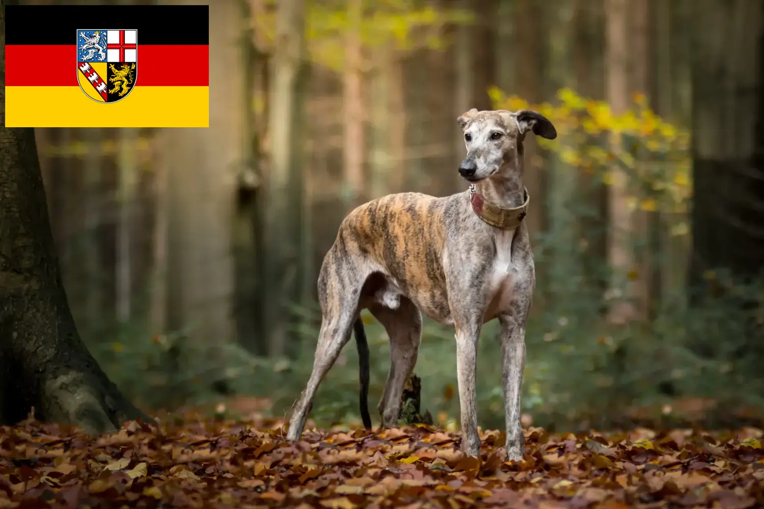 Přečtete si více ze článku Chovatelé a štěňata Galgo Espanol v Sársku