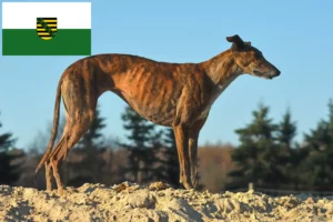 Přečtete si více ze článku Chovatelé a štěňata Galgo Espanol v Sasku