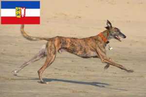 Přečtete si více ze článku Chovatelé a štěňata Galgo Espanol ve Šlesvicku-Holštýnsku
