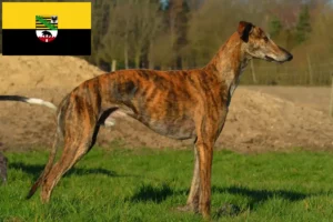 Přečtete si více ze článku Chovatelé a štěňata Galgo Espanol v Sasku-Anhaltsku