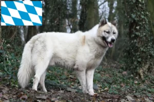 Přečtete si více ze článku Chovatelé grónských psů a štěňat v Bavorsku