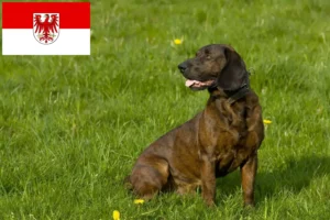 Přečtete si více ze článku Chovatelé hannoverských honičů a štěňat v Braniborsku
