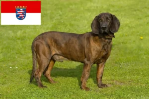 Přečtete si více ze článku Chovatelé hannoverských honičů a štěňat v Hesensku