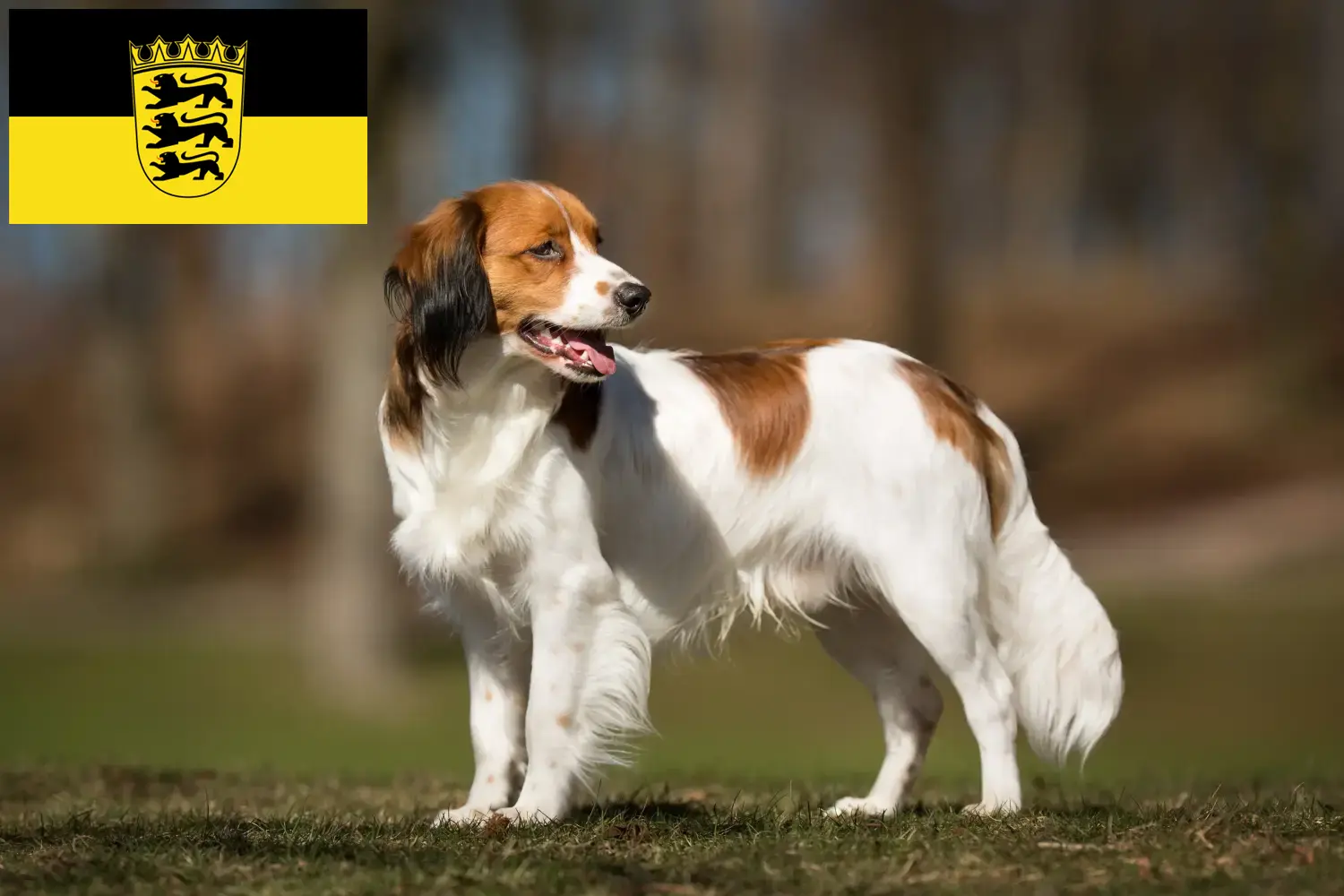 Holandské Kooikerhondje štěňata a chovatelé Bádensko-Württembersko Zde najdete holandské chovatele Kooikerhondje v Bádensku-Württembersku.