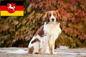 Přečtete si více ze článku Holandští chovatelé Kooikerhondje a štěňata v Dolním Sasku