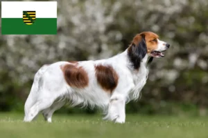 Přečtete si více ze článku Chovatelé holandských Kooikerhondje a štěňat v Sasku