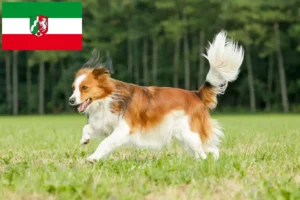 Přečtete si více ze článku Holandští chovatelé Kooikerhondje a štěňata v Severním Porýní-Vestfálsku