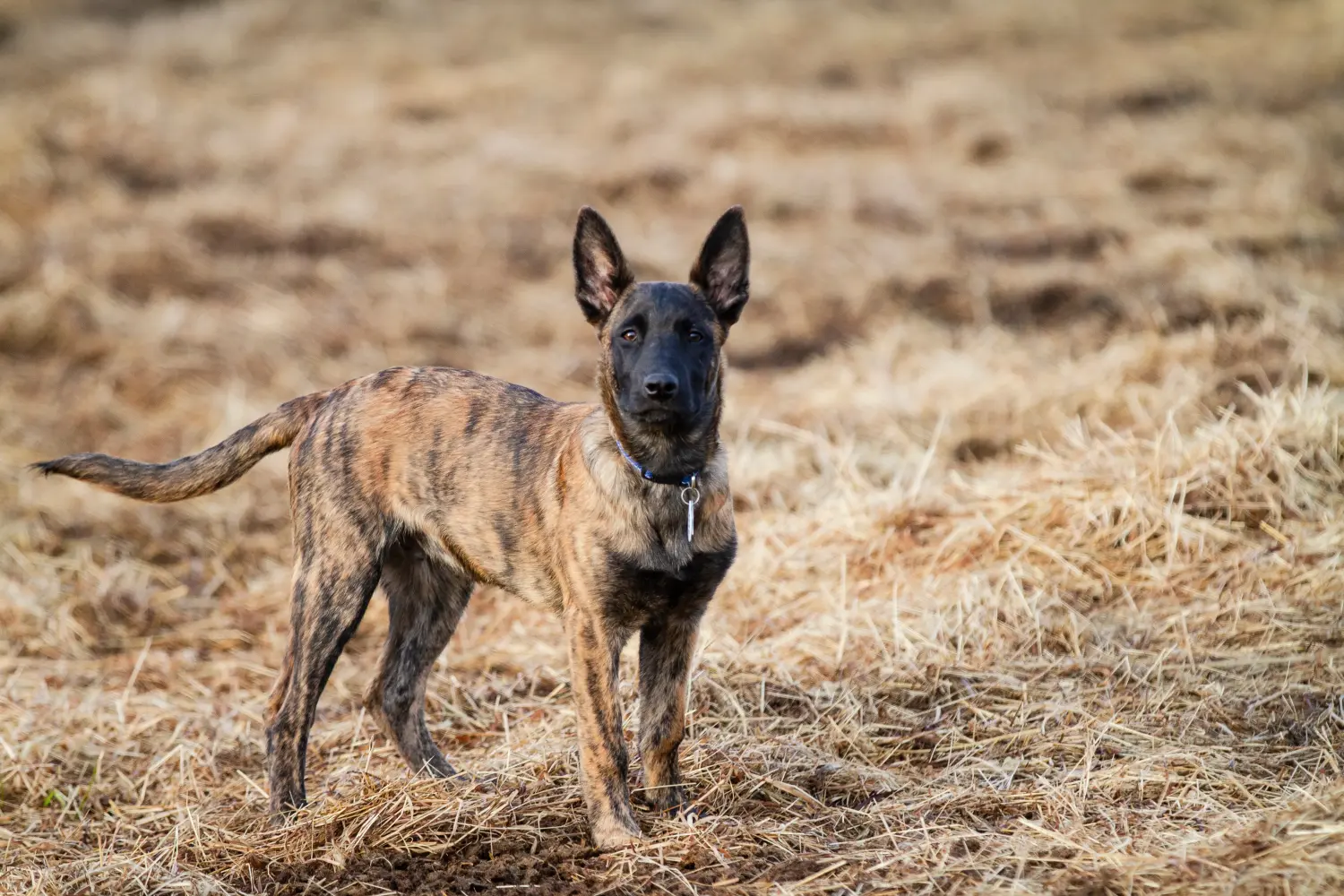 Koupě štěněte holandského herderhonda znamená převzetí odpovědnosti! Prodám štěňata holandského herdershonda.