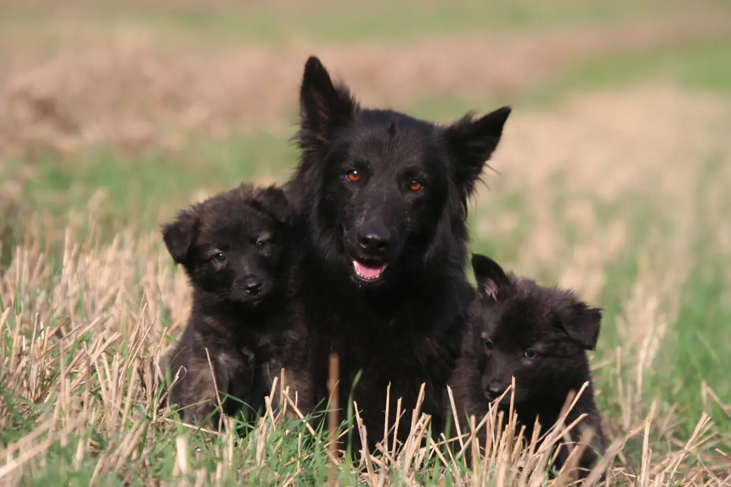 Koupě štěněte holandského herderhonda znamená převzetí odpovědnosti! Prodám štěňata holandského herdershonda.