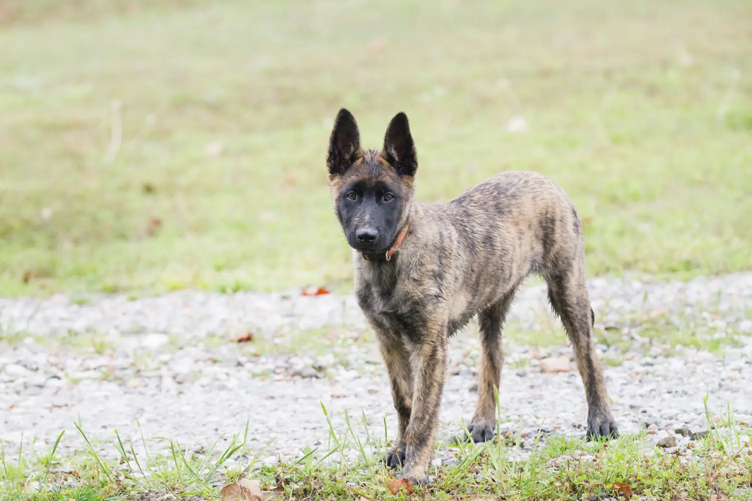 Koupě štěněte holandského herderhonda znamená převzetí odpovědnosti! Prodám štěňata holandského herdershonda.