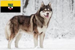 Přečtete si více ze článku Chovatelé huskyho a štěňata v Sasku-Anhaltsku