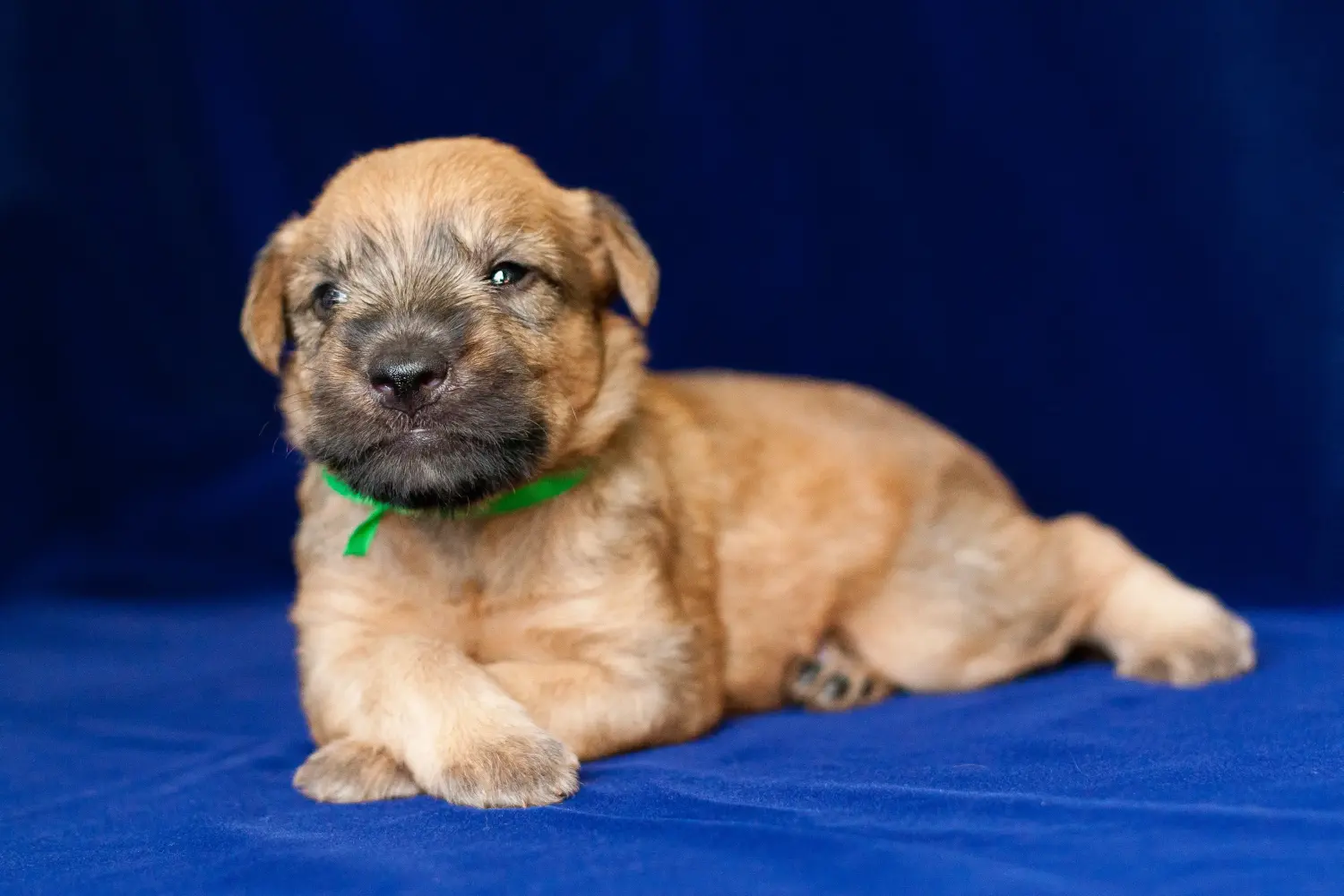 Pořídit si štěně irského soft coated wheaten teriéra znamená převzít odpovědnost! Prodám štěňata irského soft coated wheaten teriéra.