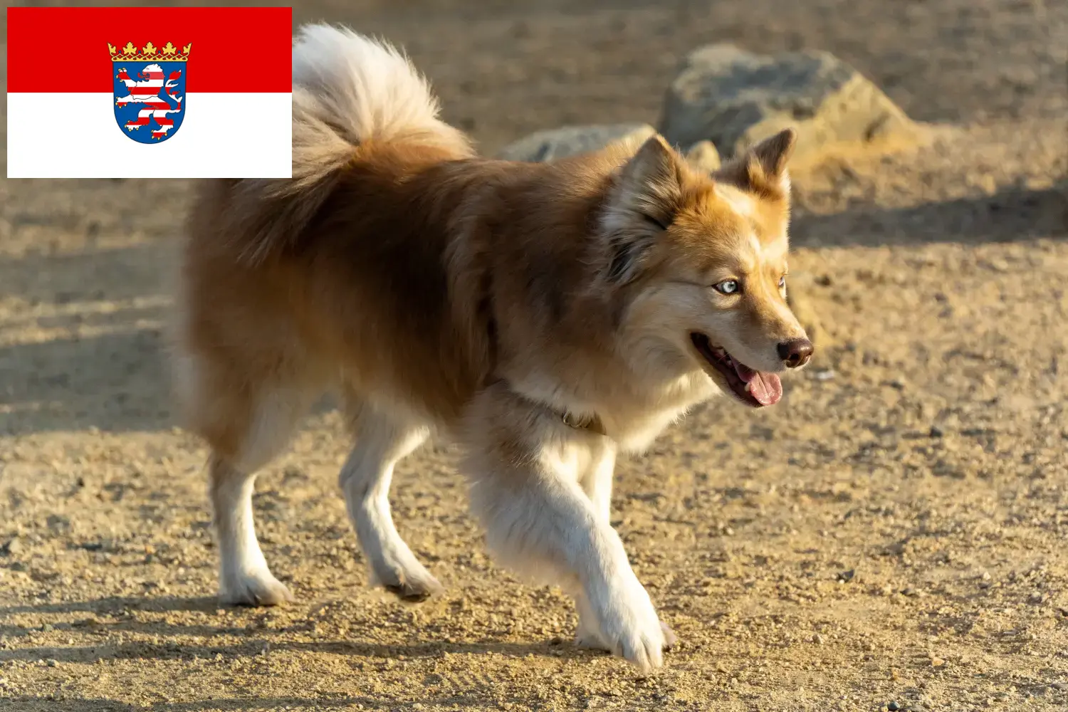 Přečtete si více ze článku Chovatelé islandských psů a štěňat v Hesensku