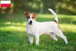 Přečtete si více ze článku Chovatelé Jack Russellů a štěňat v Polsku