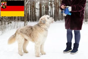 Přečtete si více ze článku Chovatelé a štěňata jihoruských ovčáků v Porýní-Falci
