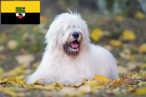 Přečtete si více ze článku Chovatelé a štěňata jihoruských ovčáků v Sasku-Anhaltsku
