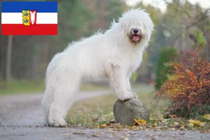 Přečtete si více ze článku Chovatelé a štěňata ovčáka z jižního Ruska ve Šlesvicku-Holštýnsku