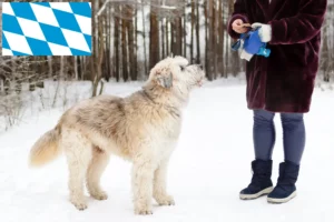 Přečtete si více ze článku Chovatelé a štěňata ovčáka z jižního Ruska v Bavorsku
