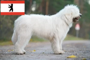 Přečtete si více ze článku Chovatelé ovčárků a štěňat z jižního Ruska v Berlíně