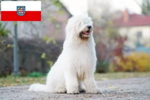 Přečtete si více ze článku Chovatelé a štěňata ovčáka z jižního Ruska v Durynsku