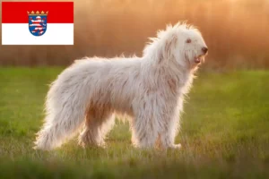Přečtete si více ze článku Chovatelé ovčárků a štěňat z jižního Ruska v Hesensku