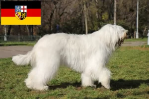 Přečtete si více ze článku Chovatelé ovčárků a štěňat v Sársku