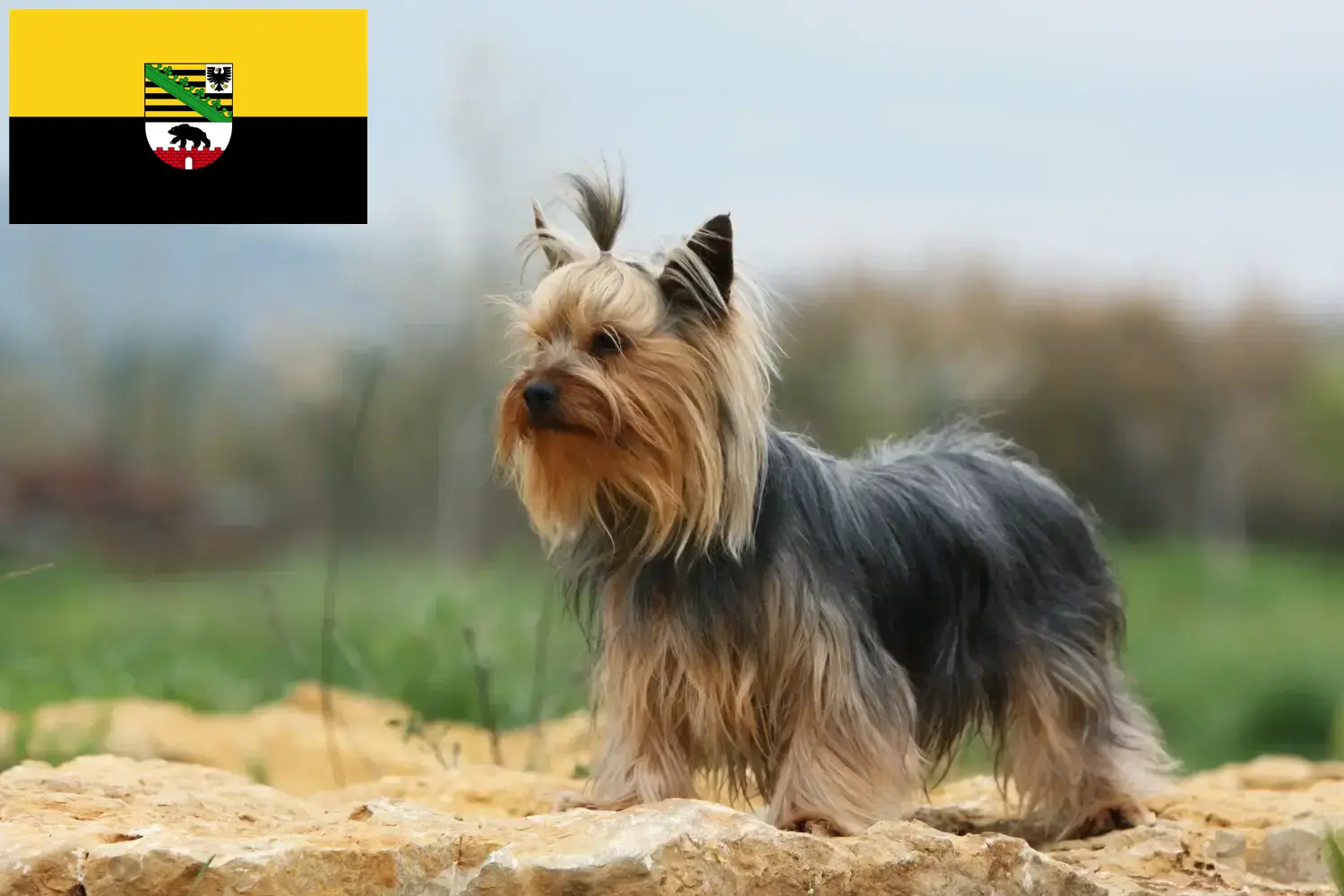 Přečtete si více ze článku Chovatelé jorkšírských teriérů a štěňat v Sasku-Anhaltsku