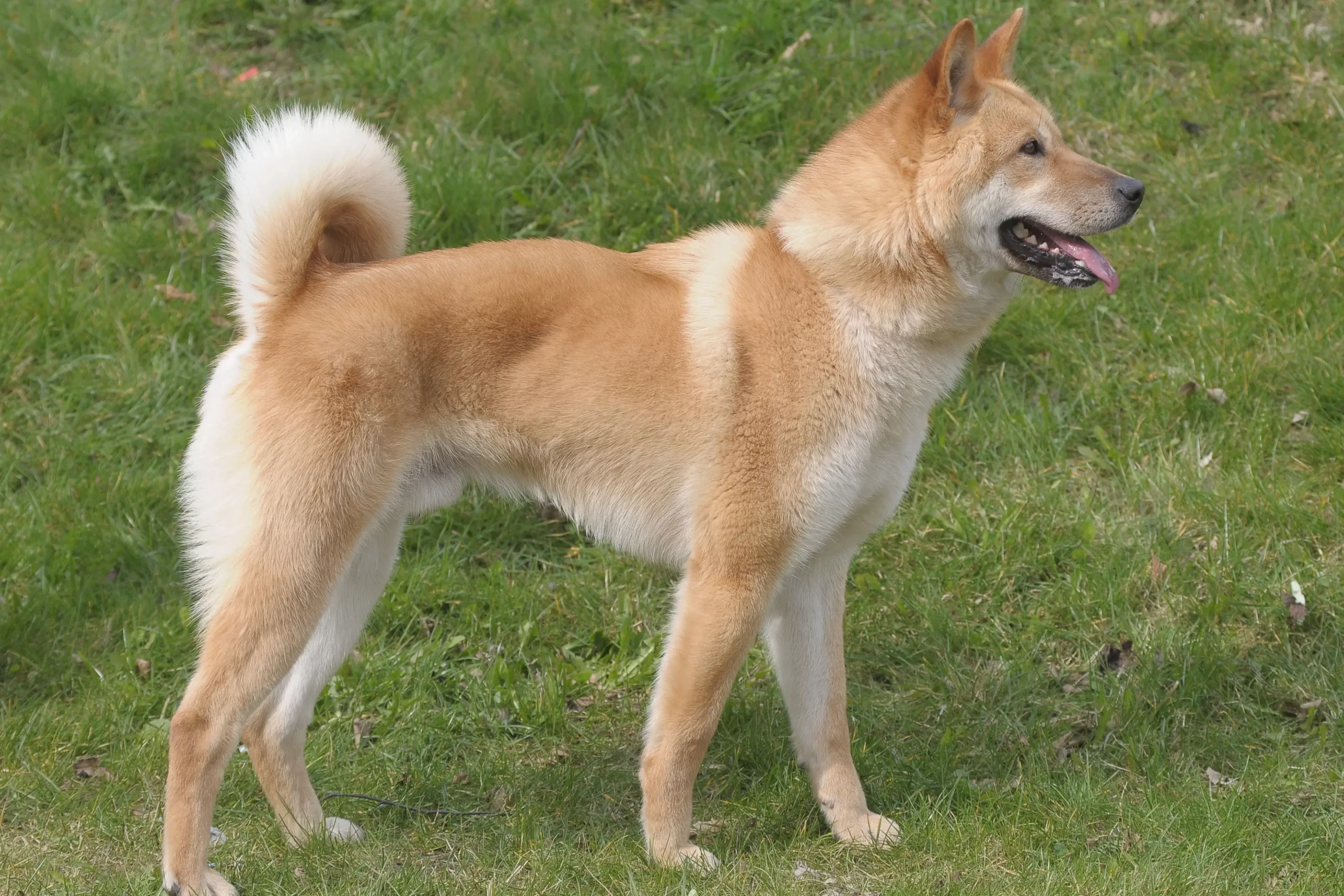 Přečtete si více ze článku Korea Jindo Chovatel psů