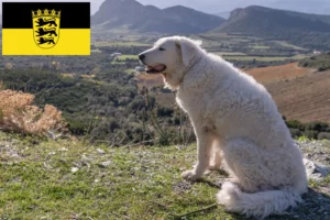 Přečtete si více ze článku Chovatelé a štěňata Kuvasz v Bádensku-Württembersku