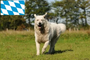 Přečtete si více ze článku Chovatelé a štěňata Kuvasz v Bavorsku