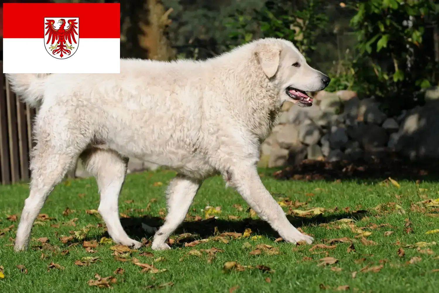 Přečtete si více ze článku Chovatelé kuvaszů a štěňat v Brandenburgu