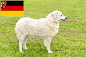 Přečtete si více ze článku Chovatelé a štěňata Kuvasz v Porýní-Falci