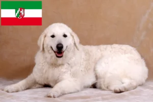 Přečtete si více ze článku Chovatelé kuvaszů a štěňat v Severním Porýní-Vestfálsku