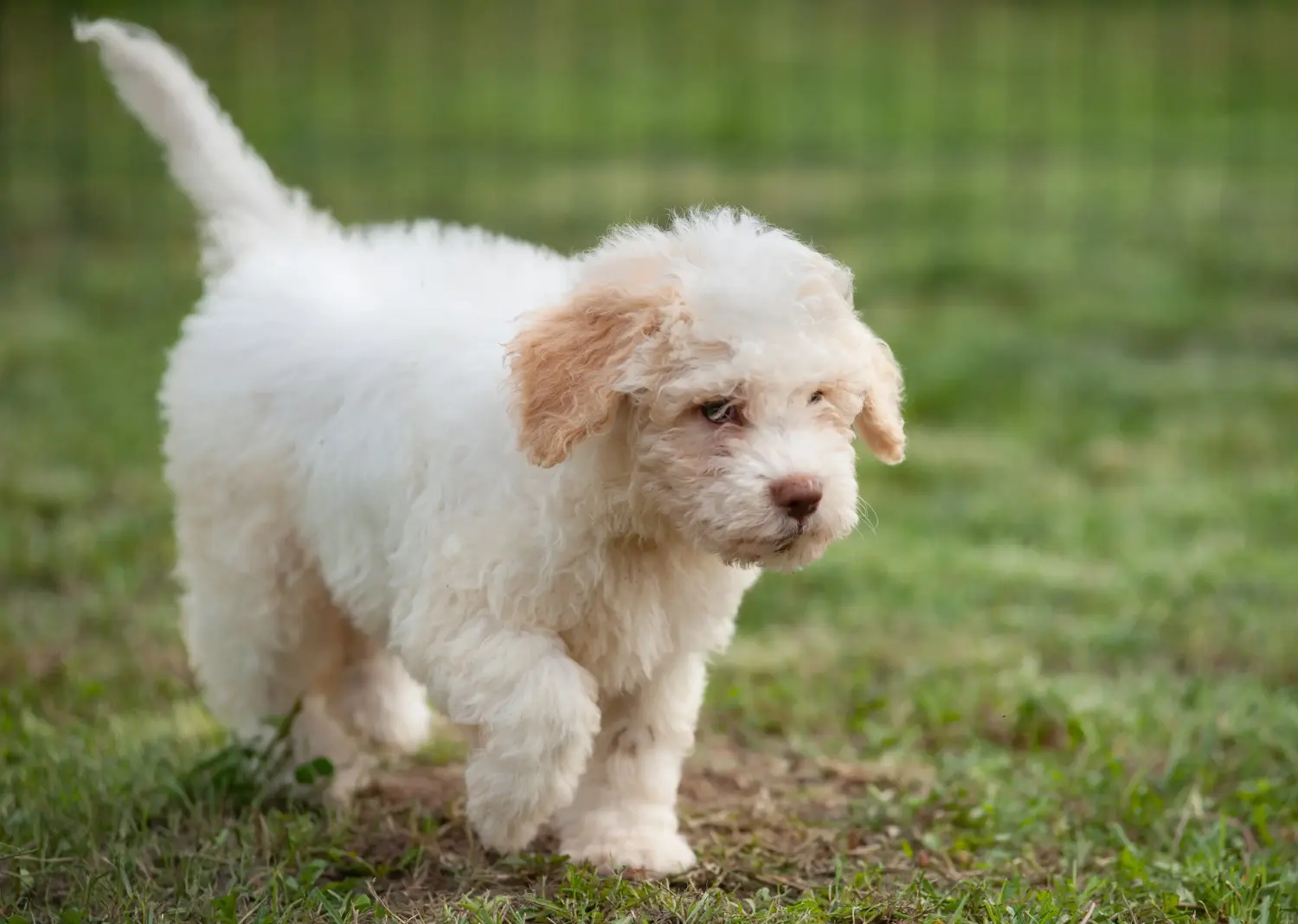 Koupit si štěně Lagotto Romagnolo znamená převzít odpovědnost! Prodám štěňata Lagotto Romagnolo.