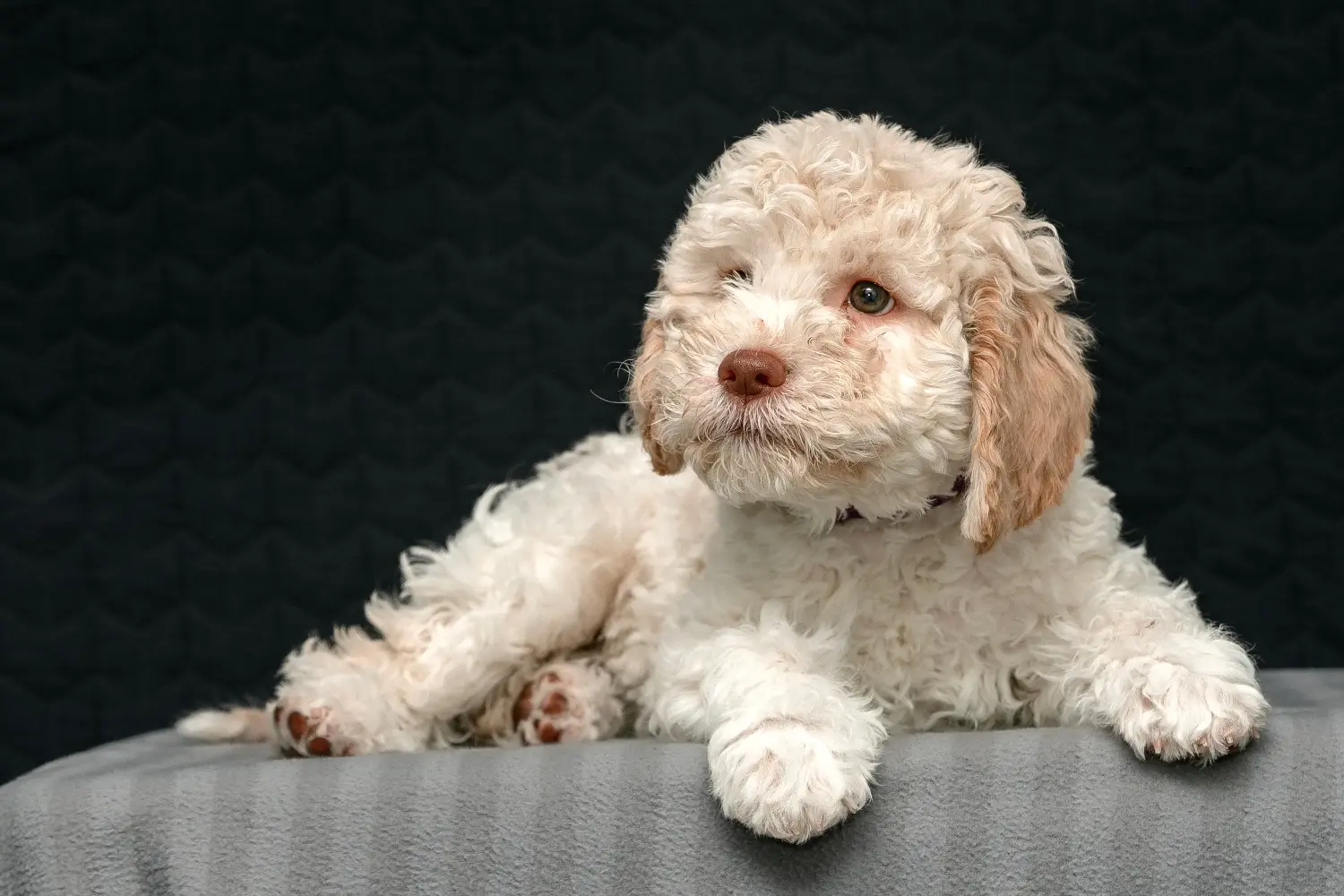 Koupit si štěně Lagotto Romagnolo znamená převzít odpovědnost! Prodám štěňata Lagotto Romagnolo.