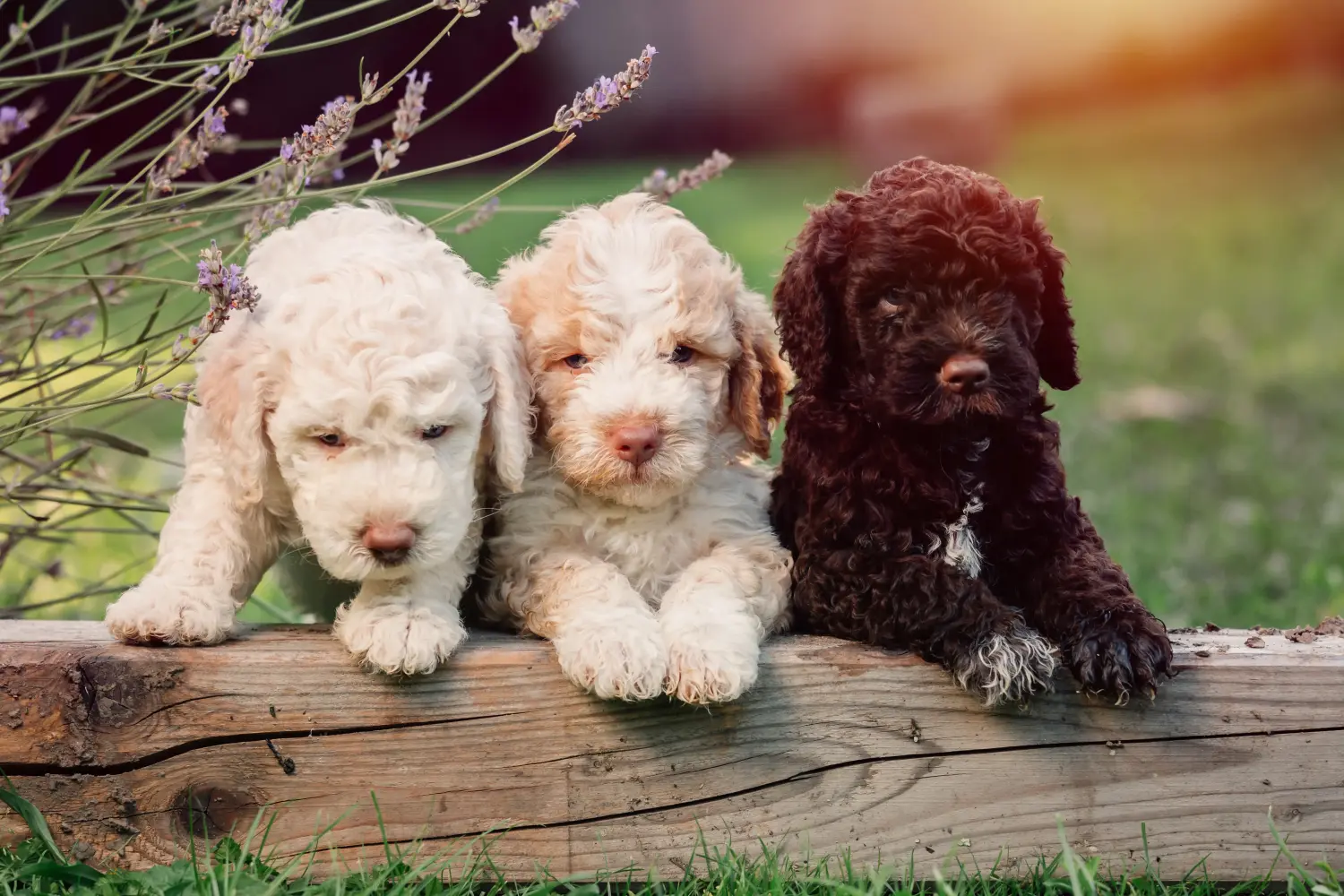Koupit si štěně Lagotto Romagnolo znamená převzít odpovědnost! Prodám štěňata Lagotto Romagnolo.