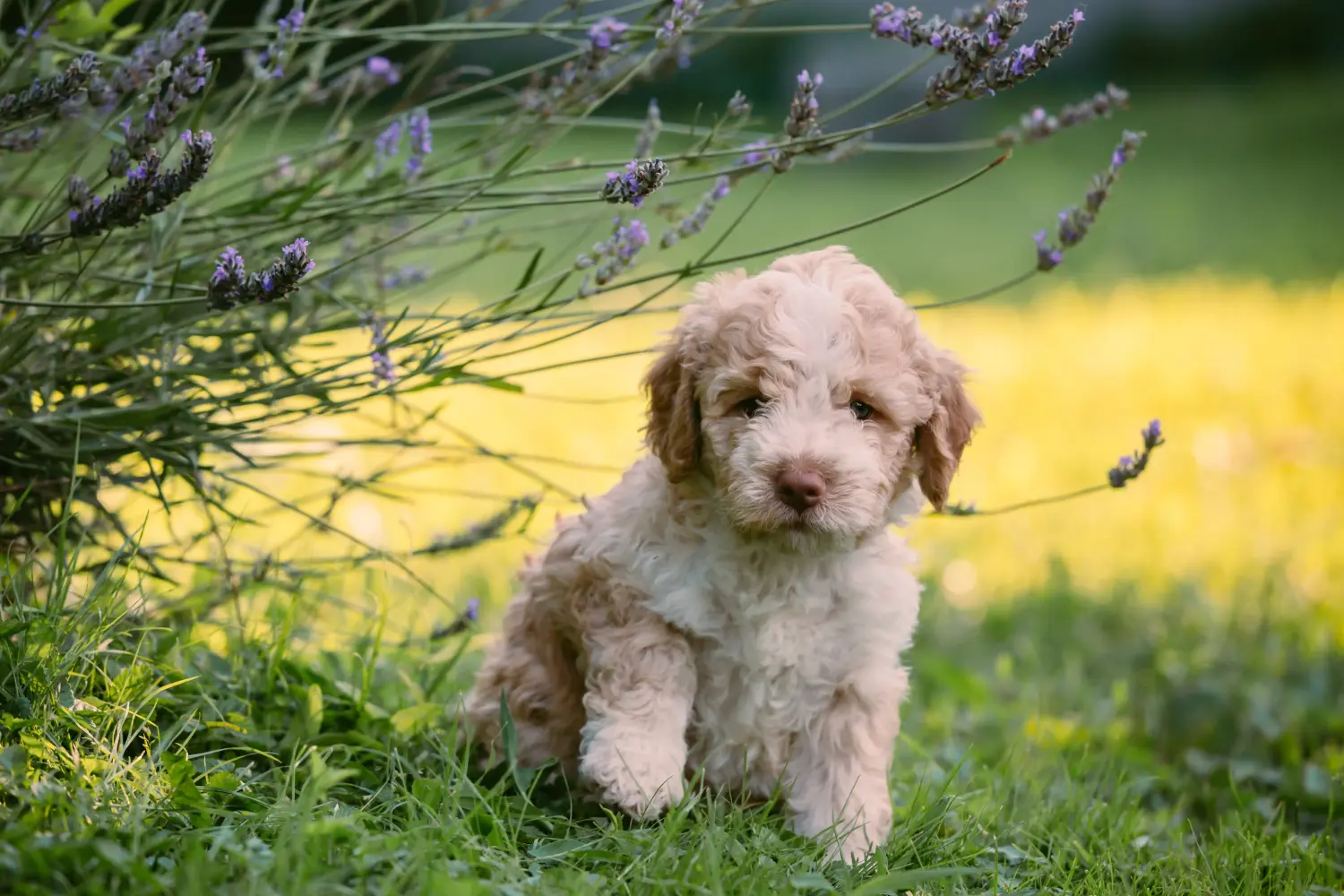 Koupit si štěně Lagotto Romagnolo znamená převzít odpovědnost! Prodám štěňata Lagotto Romagnolo.