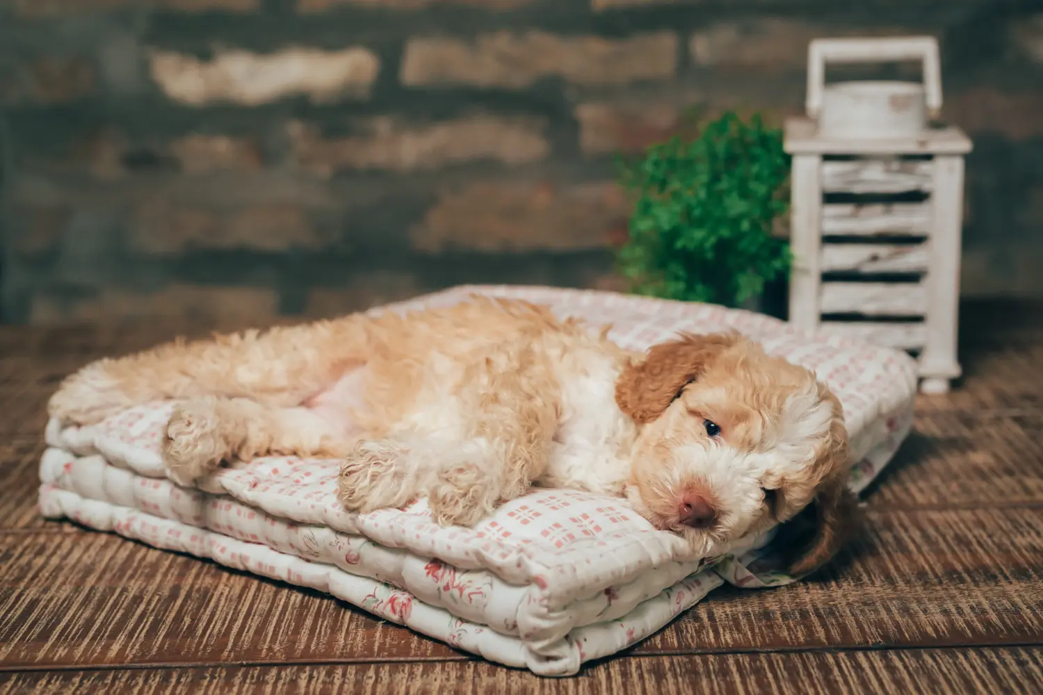 Koupit si štěně Lagotto Romagnolo znamená převzít odpovědnost! Prodám štěňata Lagotto Romagnolo.