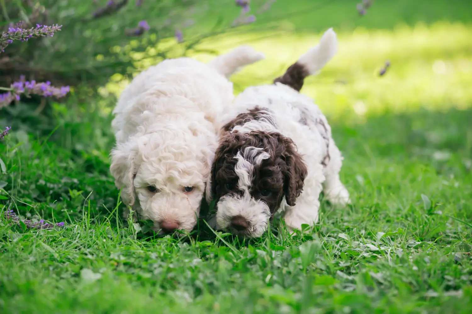 Koupit si štěně Lagotto Romagnolo znamená převzít odpovědnost! Prodám štěňata Lagotto Romagnolo.