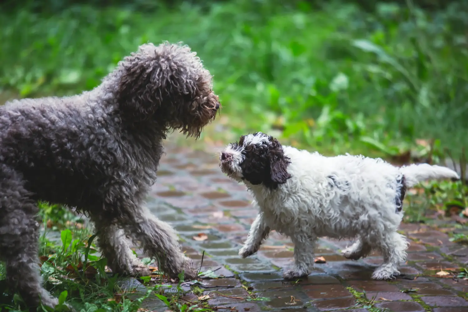 Koupit si štěně Lagotto Romagnolo znamená převzít odpovědnost! Prodám štěňata Lagotto Romagnolo.