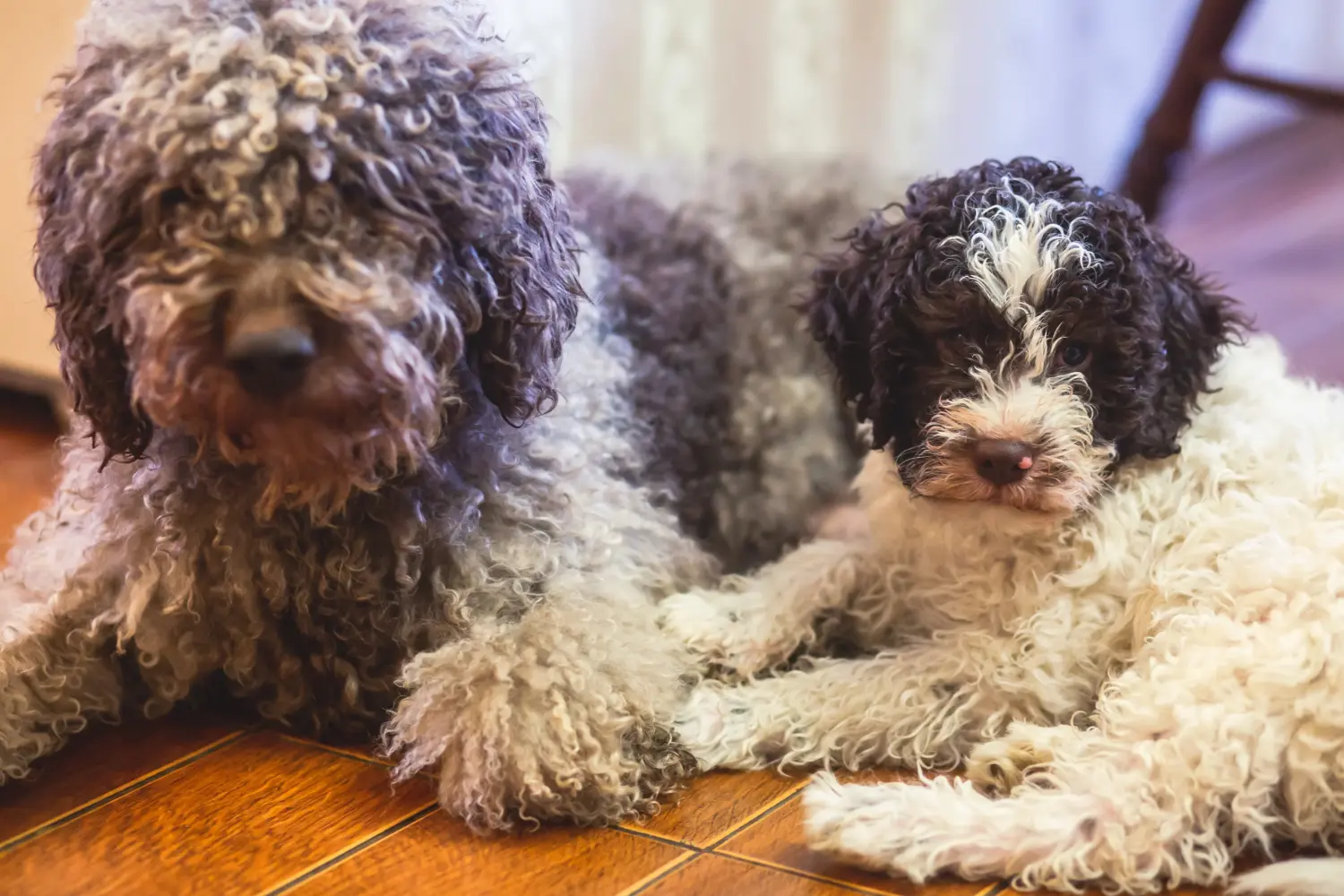 Koupit si štěně Lagotto Romagnolo znamená převzít odpovědnost! Prodám štěňata Lagotto Romagnolo.