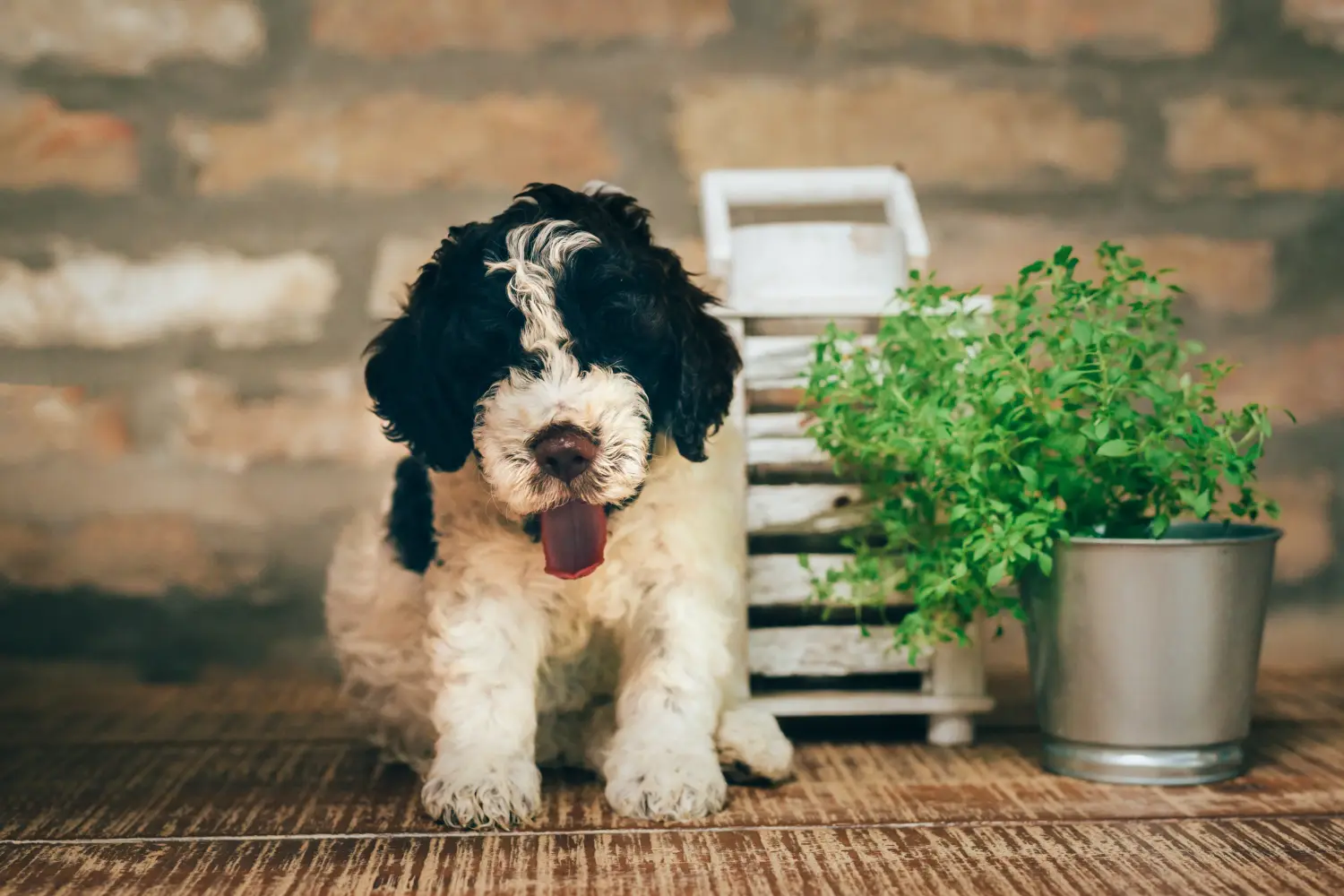 Koupit si štěně Lagotto Romagnolo znamená převzít odpovědnost! Prodám štěňata Lagotto Romagnolo.