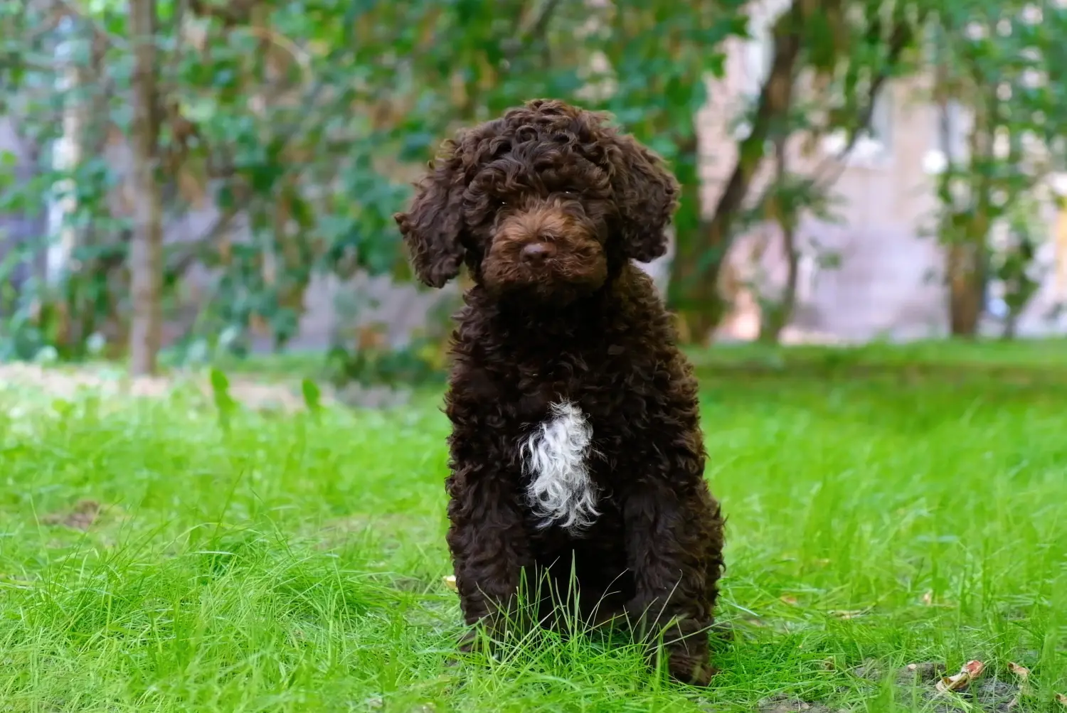 Koupit si štěně Lagotto Romagnolo znamená převzít odpovědnost! Prodám štěňata Lagotto Romagnolo.