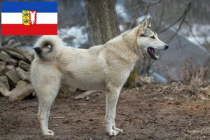 Přečtete si více ze článku Chovatelé a štěňata Lajky ve Šlesvicku-Holštýnsku