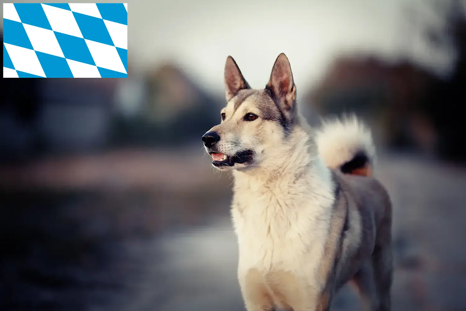 Štěňata a chovatelé Lajky Bavorsko Najděte chovatele Lajky v Bavorsku zde.