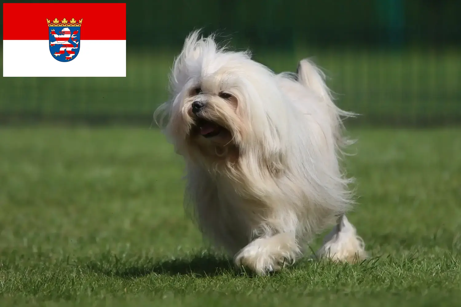 Löwchen štěňata a chovatelé Hessen Zde najdete chovatele Löwchen v Hesensku.