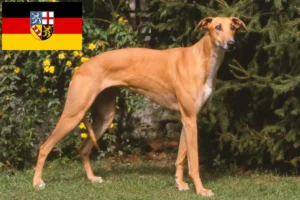Přečtete si více ze článku Chovatelé a štěňata magyar agar v Sársku