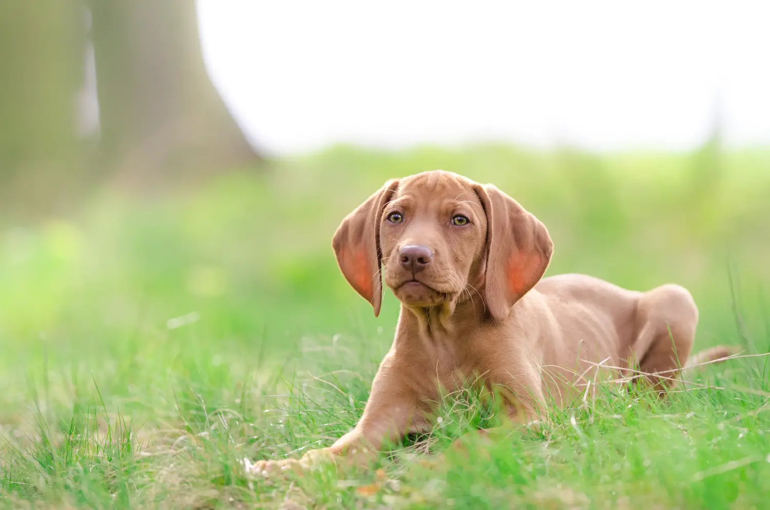 Koupit si štěně magyar vizsly znamená převzít odpovědnost! Prodám štěňata magyar vizsla.