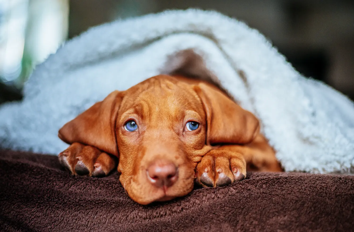 Koupit si štěně magyar vizsly znamená převzít odpovědnost! Prodám štěňata magyar vizsla.