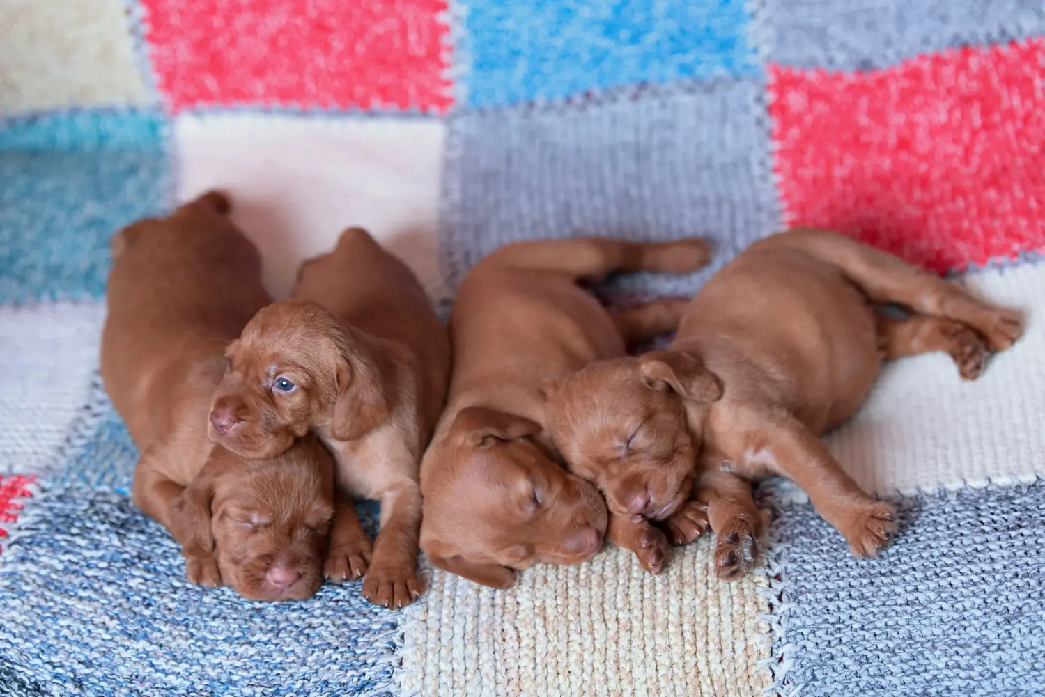 Koupit si štěně magyar vizsly znamená převzít odpovědnost! Prodám štěňata magyar vizsla.